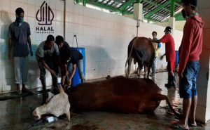 Mulai Tahun 2026 Rumah Potong Hewan Wajib Bersertifikat Halal